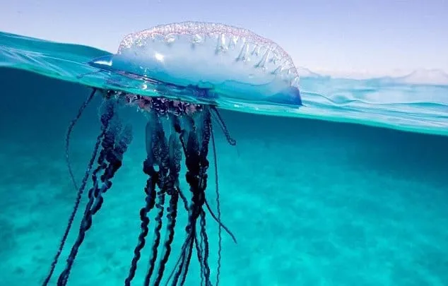 2B7C80EA00000578-3203167-The_Portuguese_man_o_war_is_recognisable_to_having_giant_tentacl-a-3_1439974281828