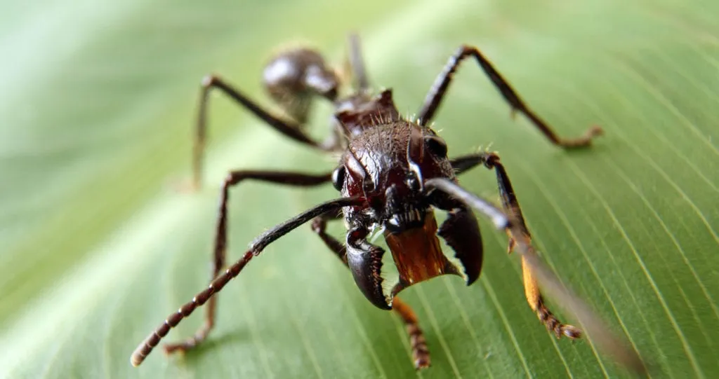 Bullet-Ant-Paraponera-clavata-e1492945970671-1024x541