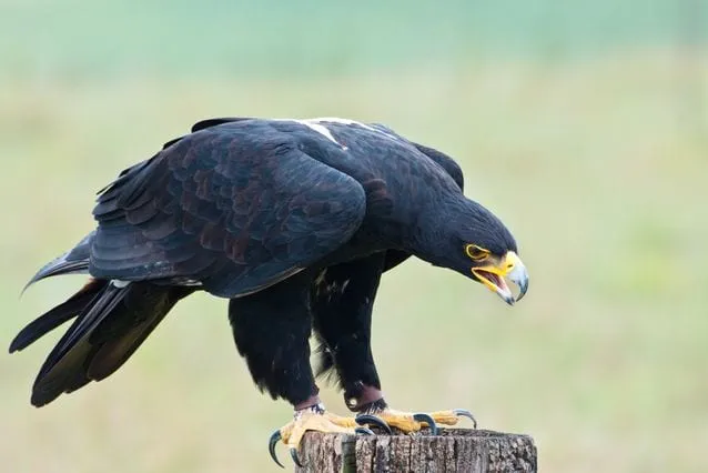Dangerous Species Black Eagle