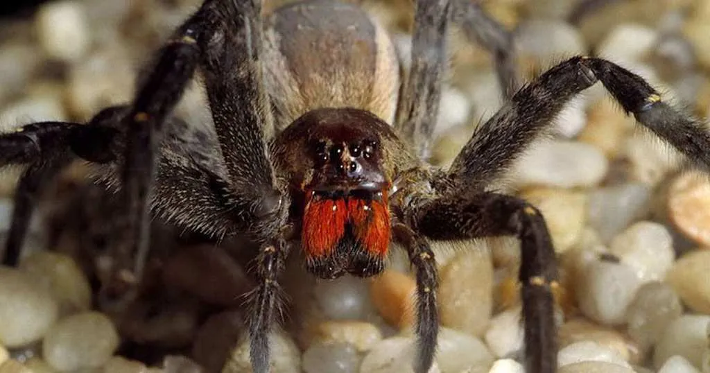 Dangerous Species Brazilian Wandering Spider
