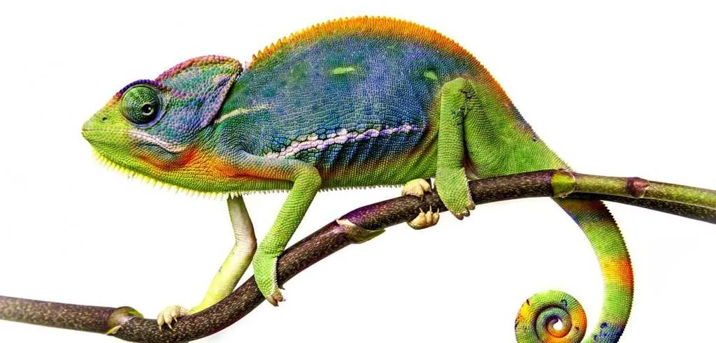 Dangerous Species Chameleon