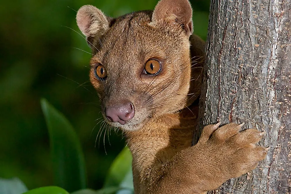 Dangerous Species Fossa