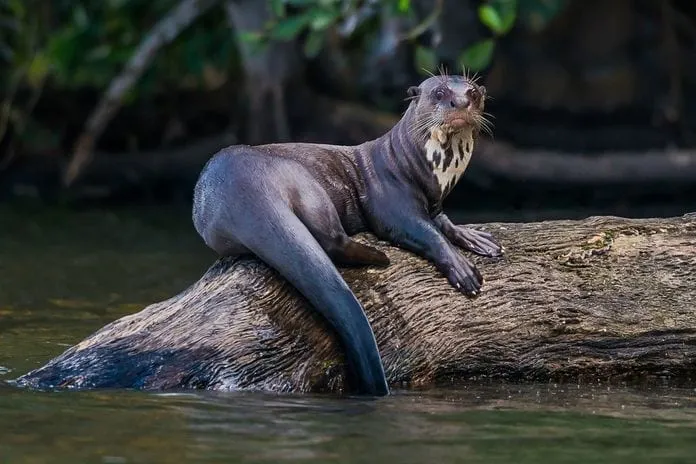 Dangerous Species Giant Otter