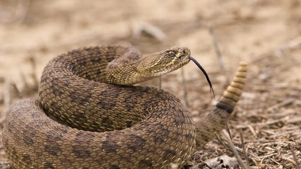 Dangerous Species Rattlesnake