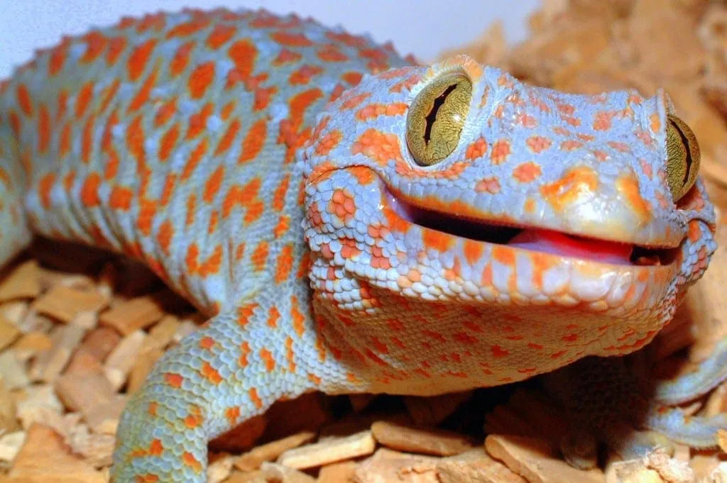 Dangerous Species Tokay Gecko