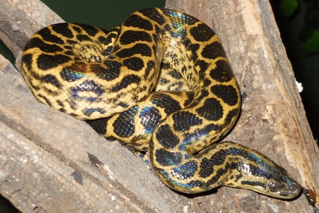 Dangerous Species Yellow Anaconda