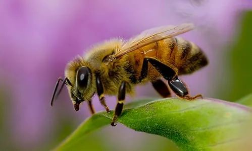 africanized-honey-bee