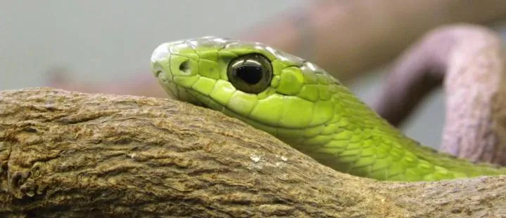 boomslang (1)