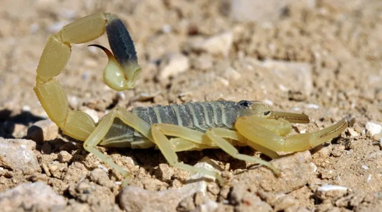 deathstalker-scorpion-e1492946102367-768x426