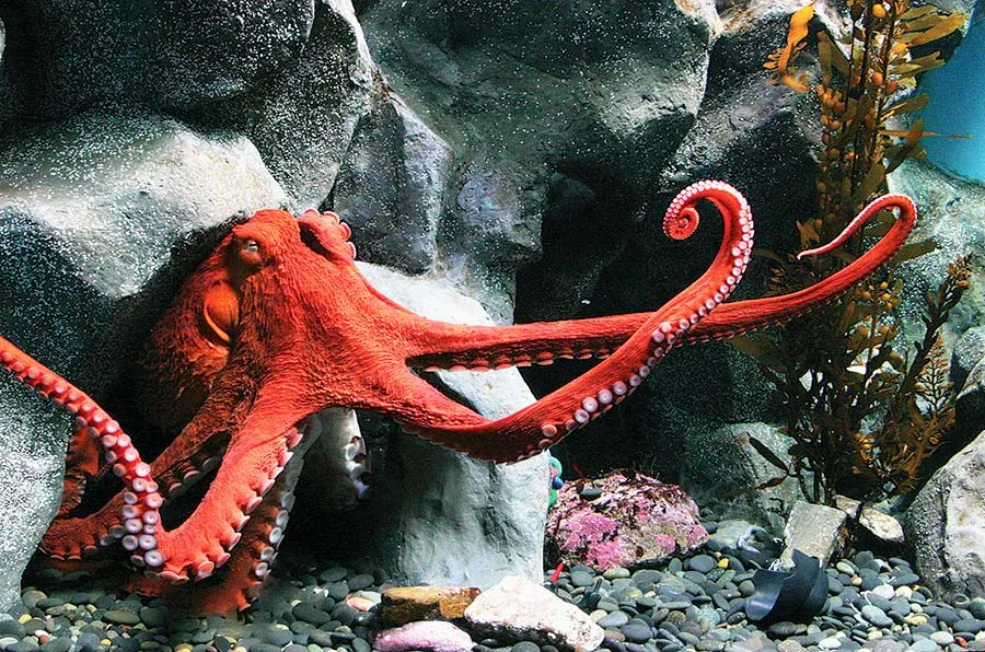 giant-pacific-octopus