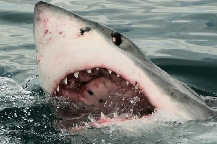 Great white shark breaking the surface in South Africa.