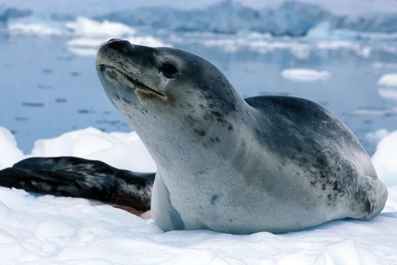 leopard-seal-1-lg-1