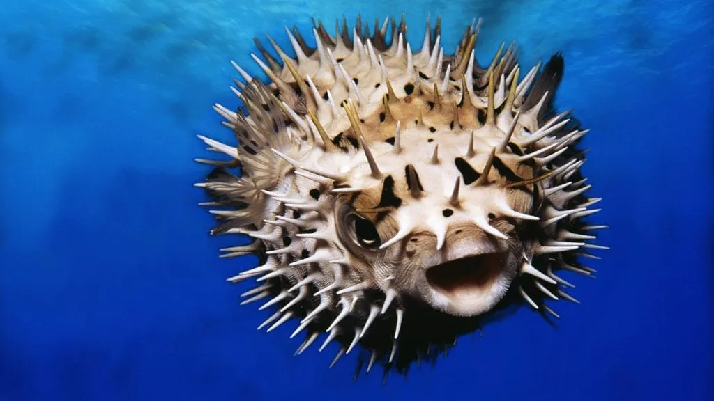 Pufferfish, underwater view