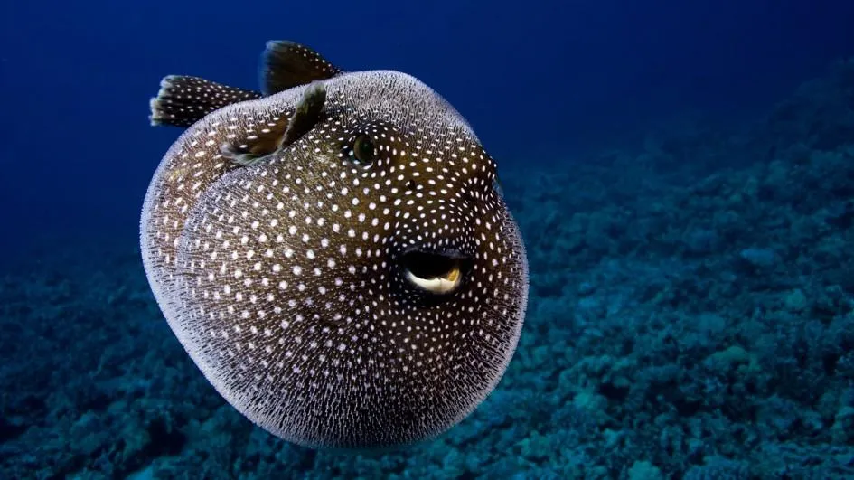 pufferfish-inflated-closeup.jpg.adapt.945.1