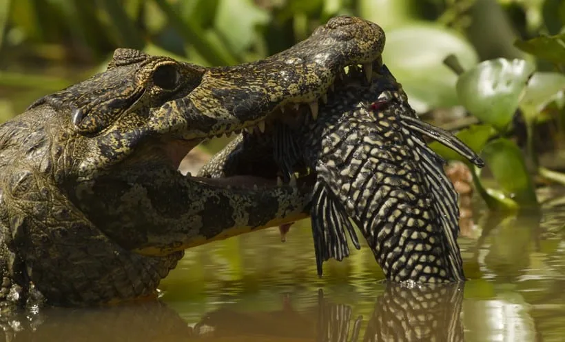 spectacled-caiman-catching-fish-820x496