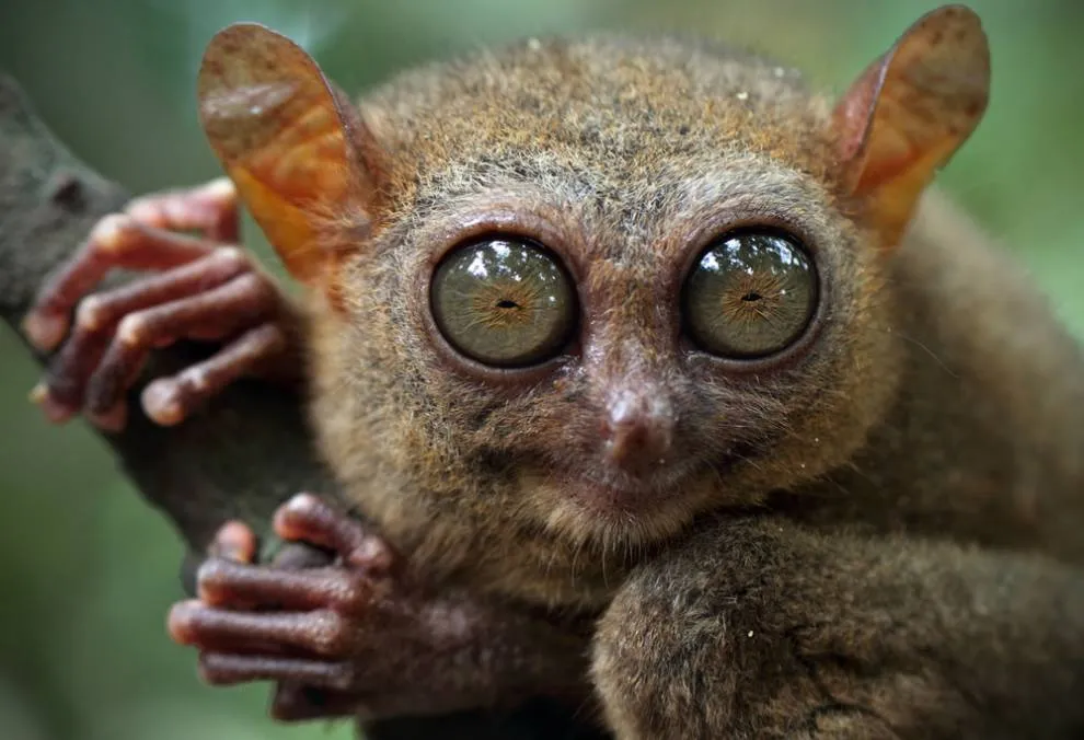 tarsier-4