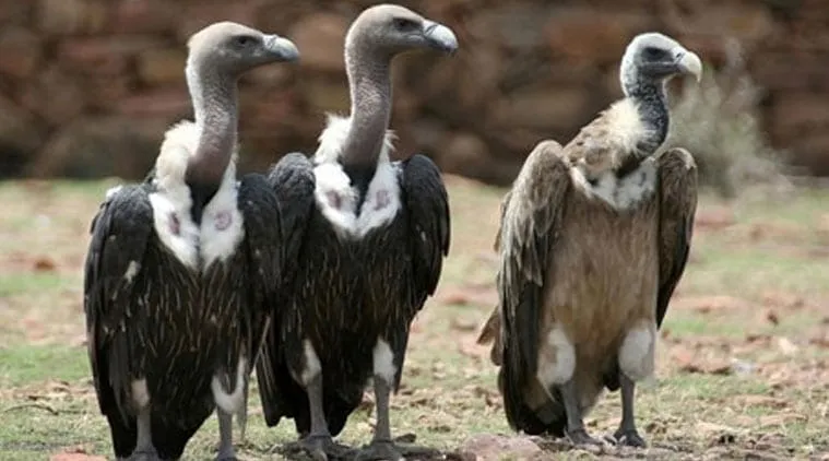 vultures-l-1