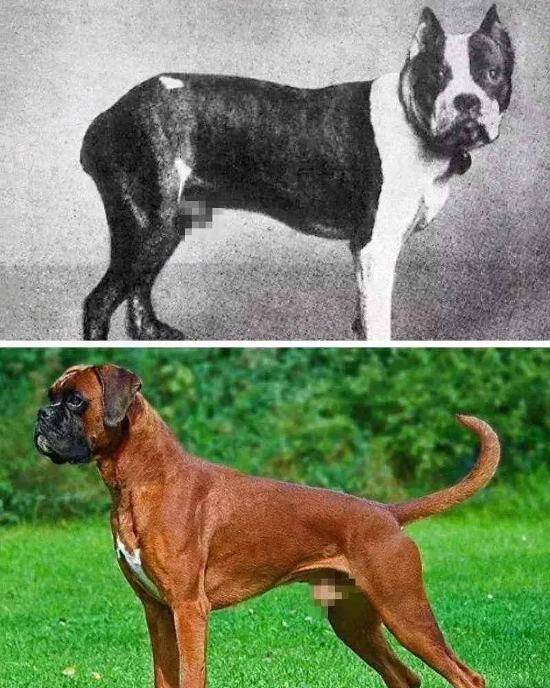 The Top Dog Breeds That Have Changed in Appearance Over 100 Years