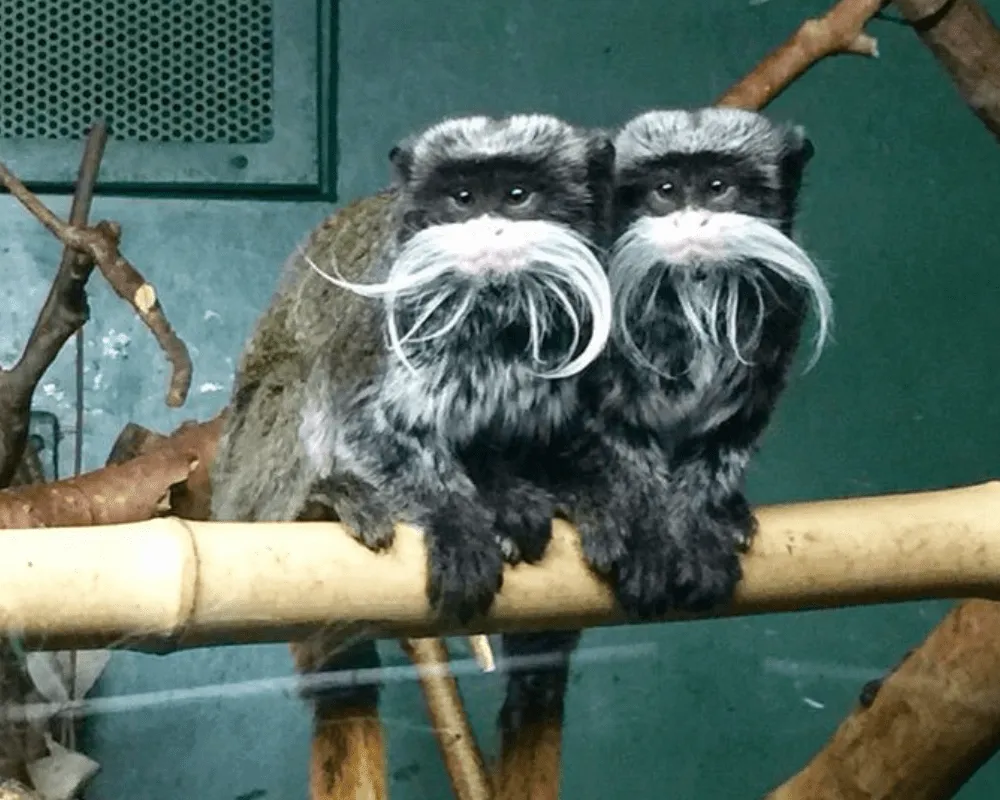 40 Animals That Are So Ugly They re Cute 40 Animals That Are So Ugly They re Cute