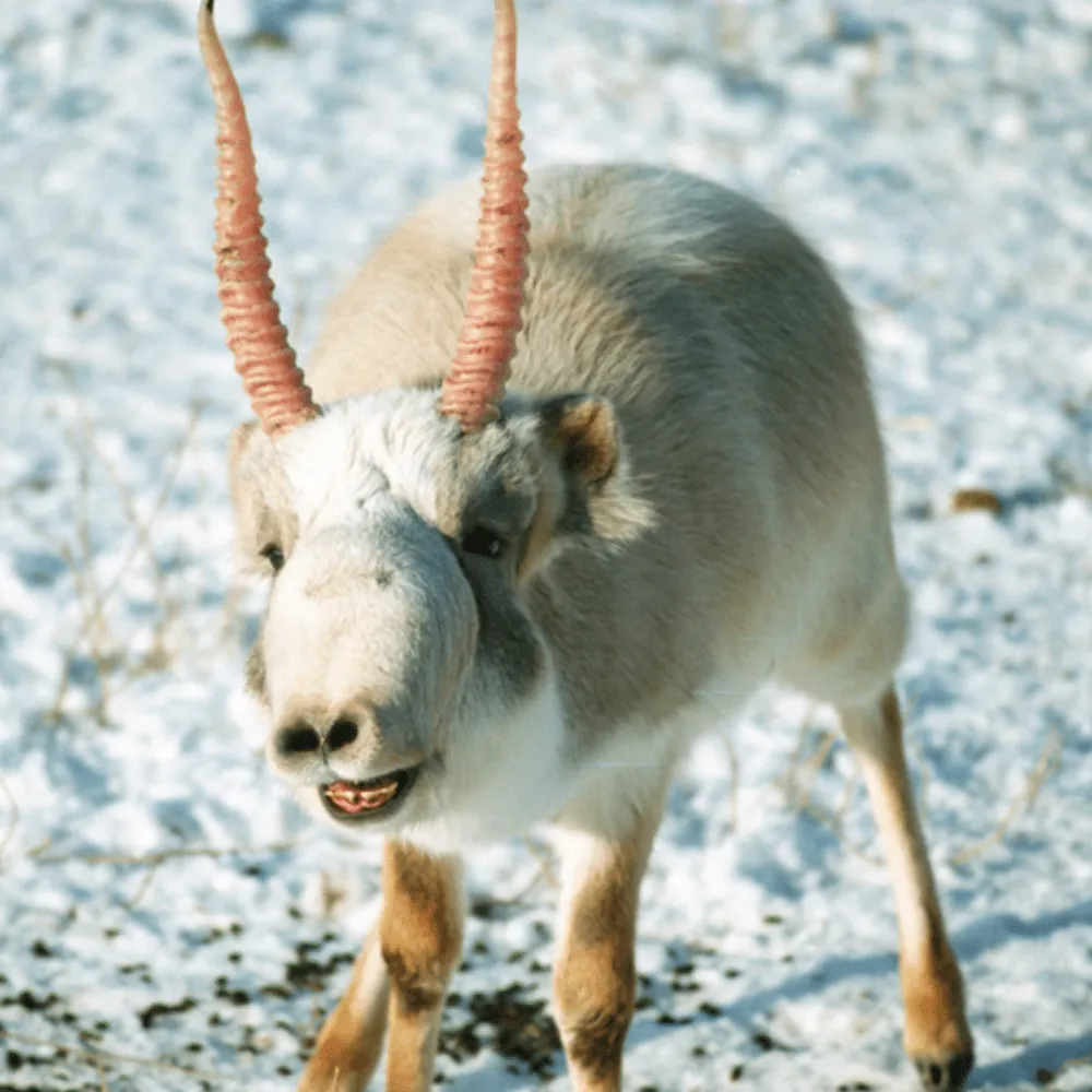40 Animals That Are So Ugly They re Cute 40 Animals That Are So Ugly They re Cute