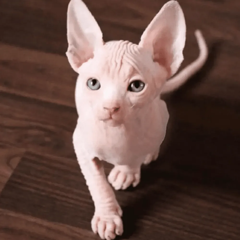 40 Animals That Are So Ugly They re Cute 40 Animals That Are So Ugly They re Cute