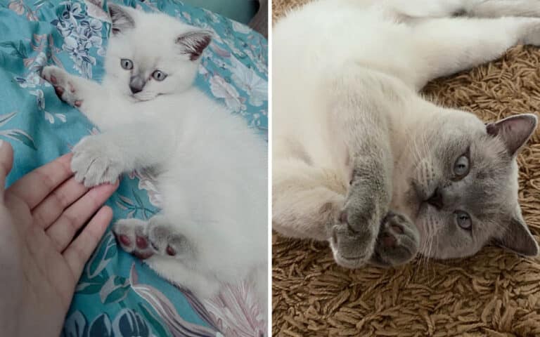 From Adorable Kittens to Magnificent Cats: 15 Heartwarming Photos of ...