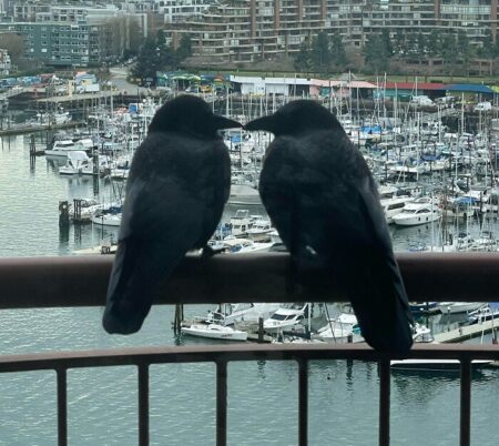 Darkly Adorable: 15 Beautiful Crow Pictures That Will Catch Your Heart