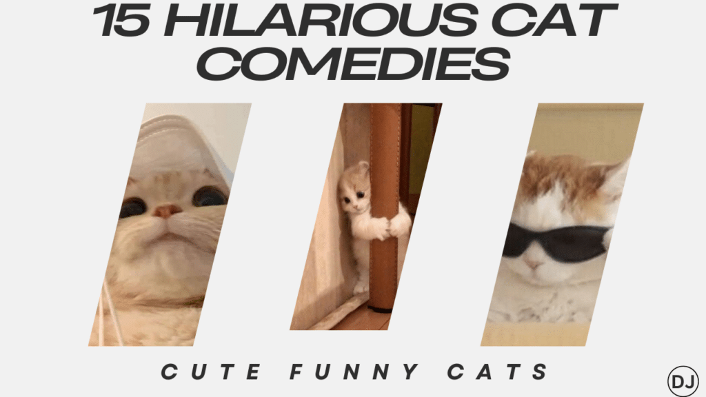 Cute Funny Cats With Top 15 Hilarious Cat Comedies – Daily Jugarr