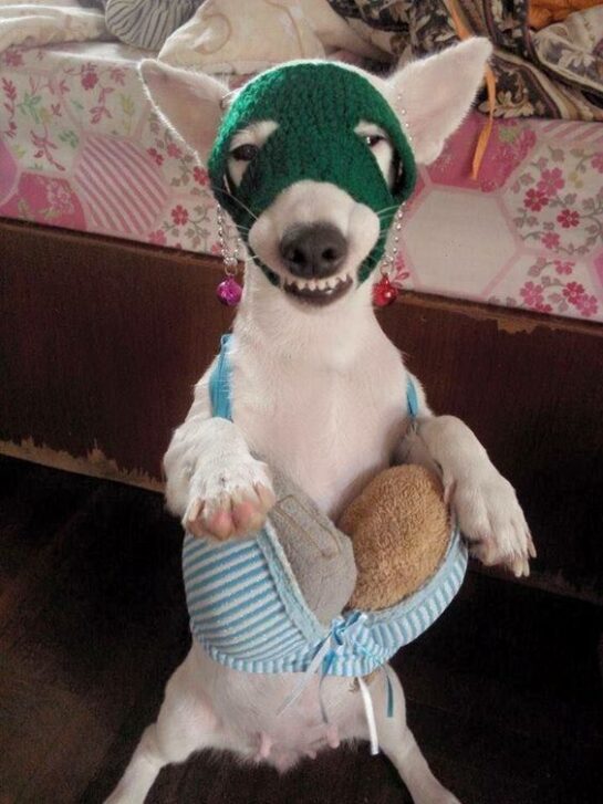"Pawsitively Hysterical: A Journey into the World of Funny Puppies"