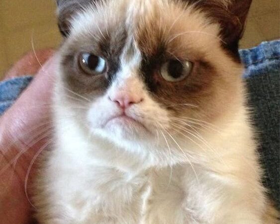 Funny and Adorable Grumpy Cat Faces to Make You Laugh