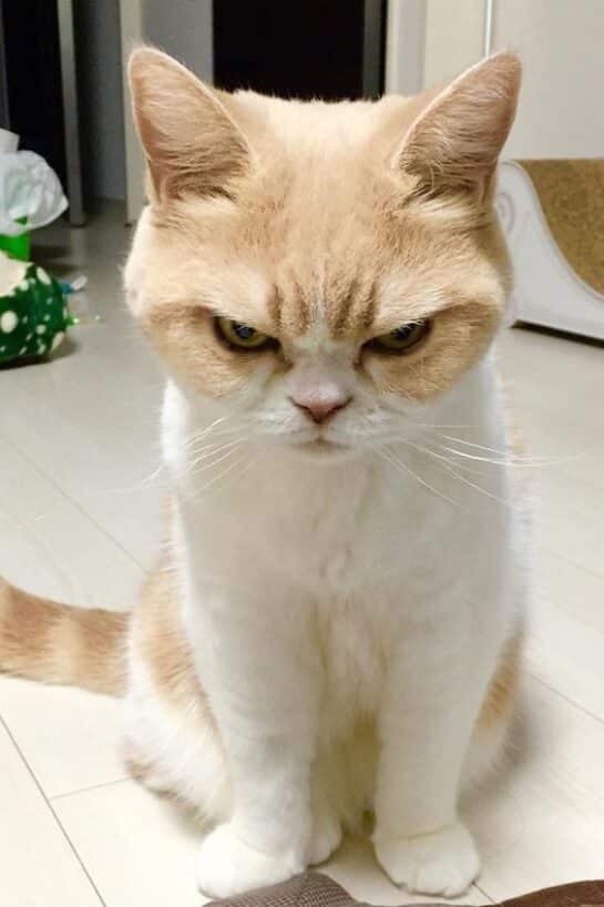 Funny and Adorable Grumpy Cat Faces to Make You Laugh