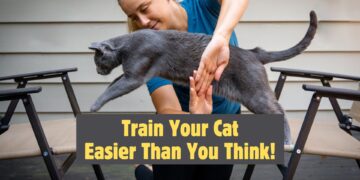 Train Your Cat: It's Easier Than You Think!