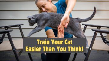 Train Your Cat: It's Easier Than You Think!