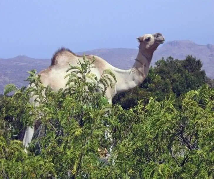 Is That A New Species Of Giant Camels?