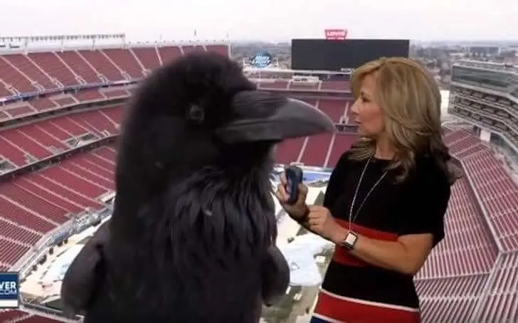 He Is Reporting About His Bird's Eye View of The Game