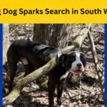 Help Find Fido! Missing Dog Sparks Search in South Windsor