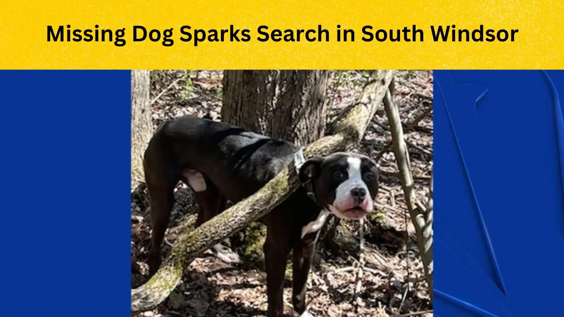 Help Find Fido! Missing Dog Sparks Search in South Windsor