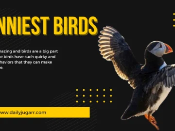 Funniest Birds- dailyjugarr