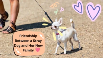 The Unlikely Friendship Between a Stray Dog and Her New Family