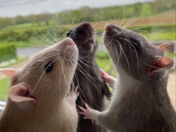 Rats - dailyjugarr