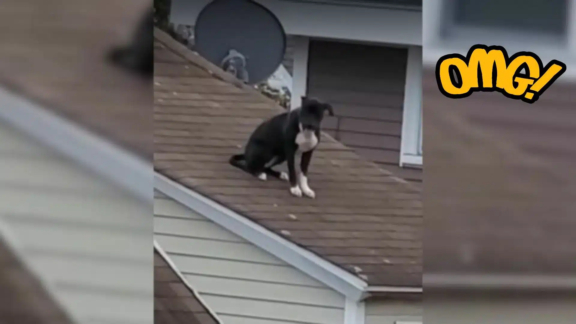 A Man Noticed A Dog Was Stuck On A Steep Roof And Rushed To Rescue Him
