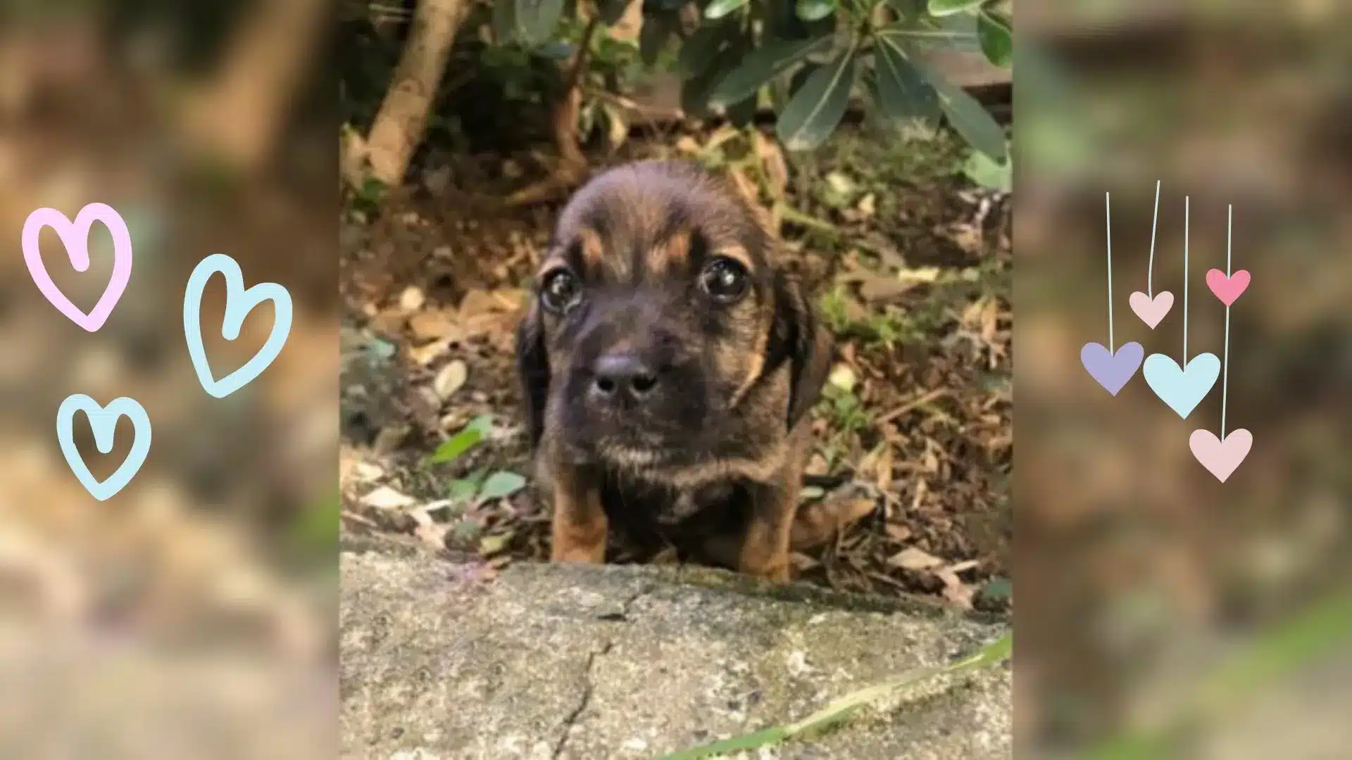 An Injured Stray Puppy Crawled To A Woman’s Front Yard With Tears In Her Eyes, Asking For Help