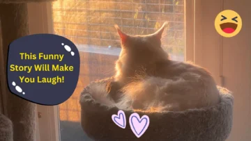 Cat Stuck In A Cheese Grater? This Funny Story Will Make You Laugh!