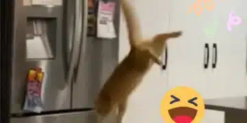 Cat Tries To Jump High Shelf, Ends Up In A Hilarious Belly Flop!