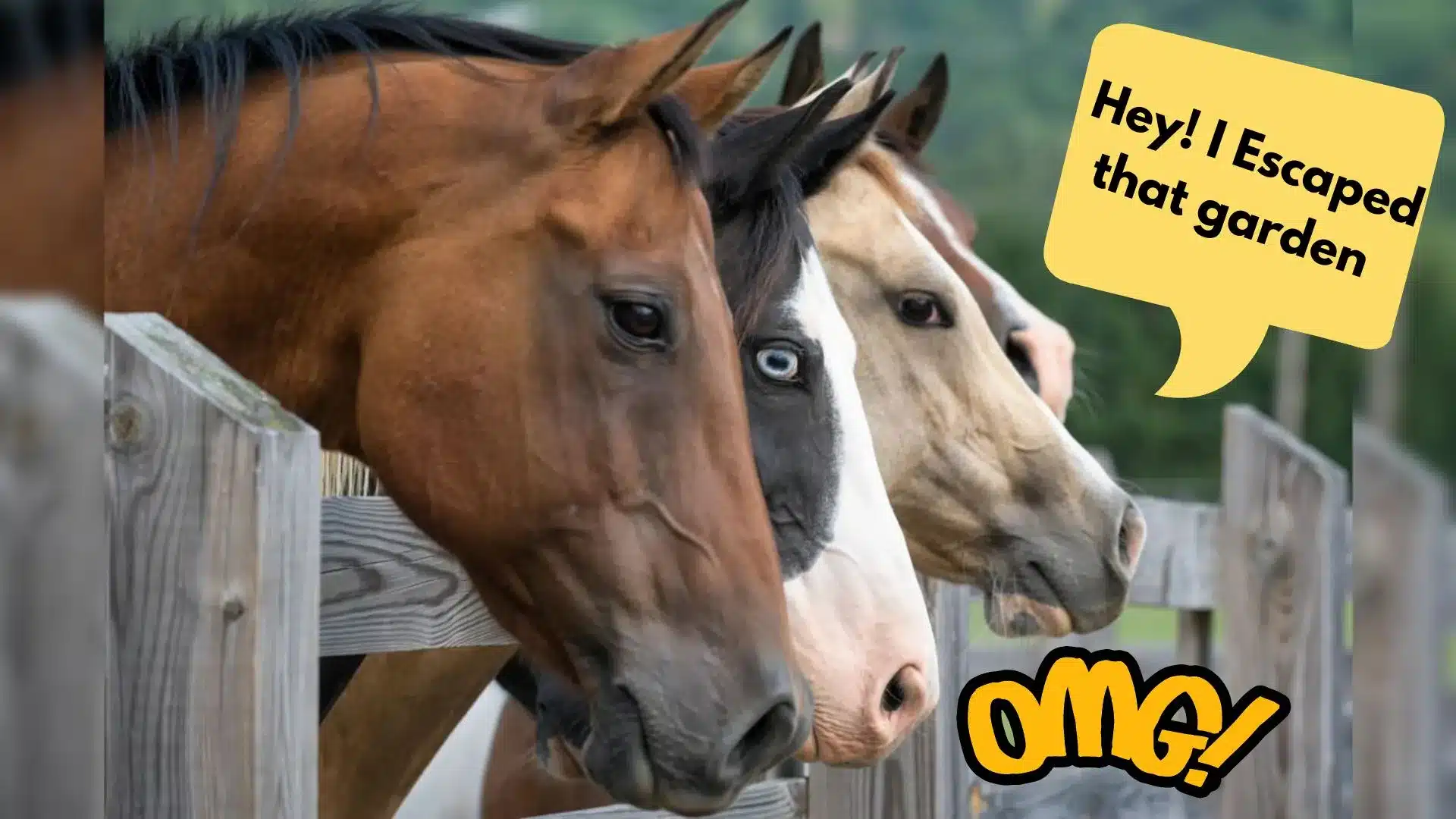 Caught in the Act: My Horse's Hilarious Escape to the Garden