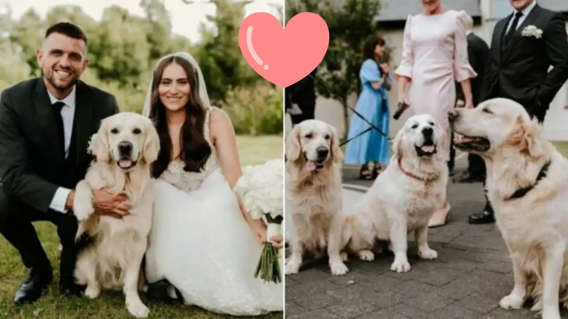 Couple Decided To Invite Pups To Their Wedding Creating An Absolute Doggo Heaven