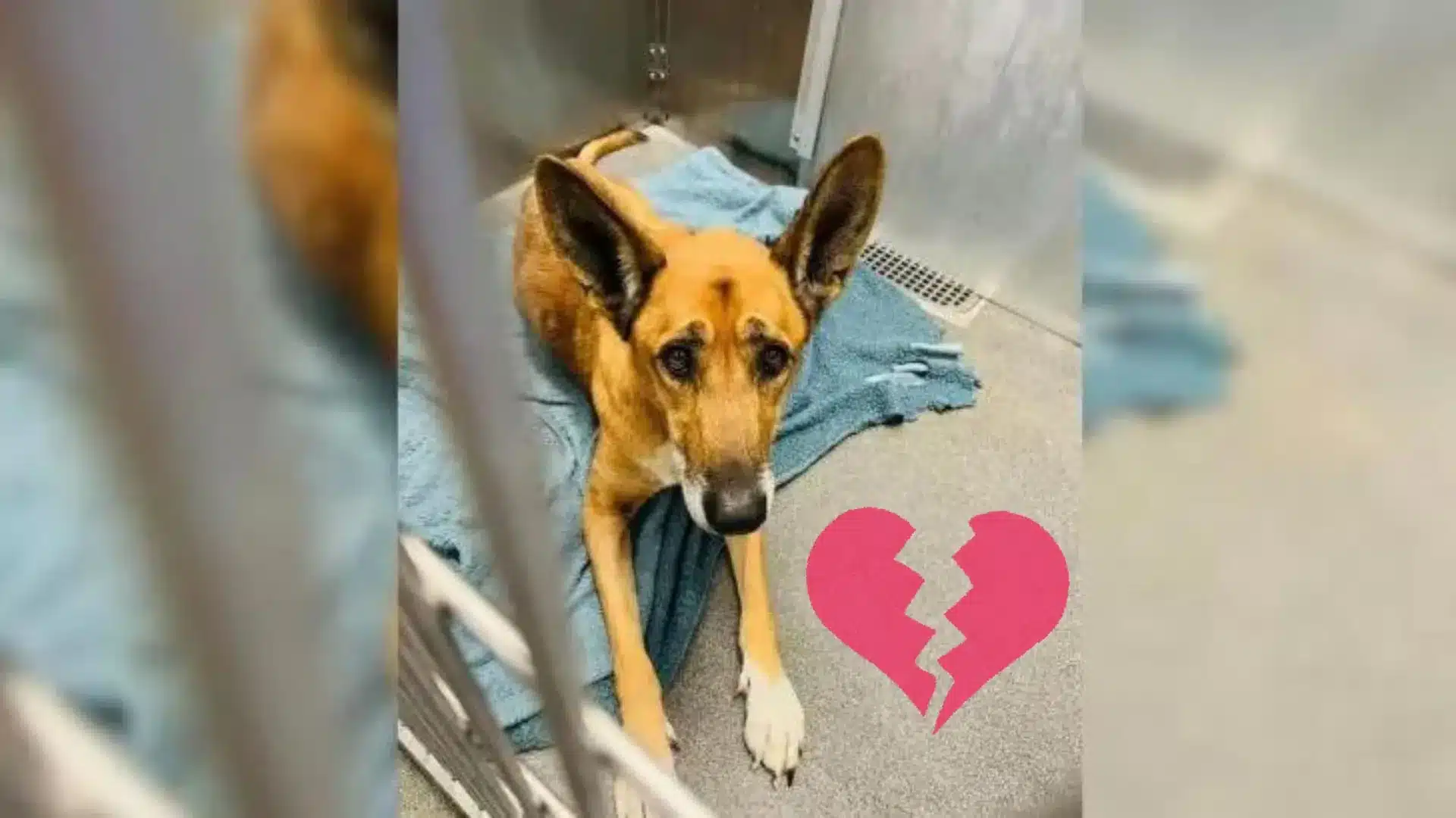Dog Returned To The Shelter Was Heartbroken When He Realized His New Family Didn’t Like Him