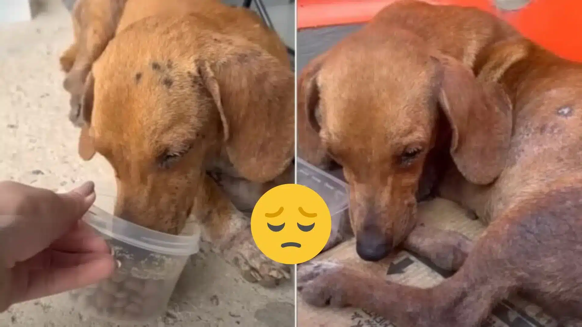 Dog Was Abandoned In Front Of A Store But He Didn’t Want To Leave Until His Owner Came Back