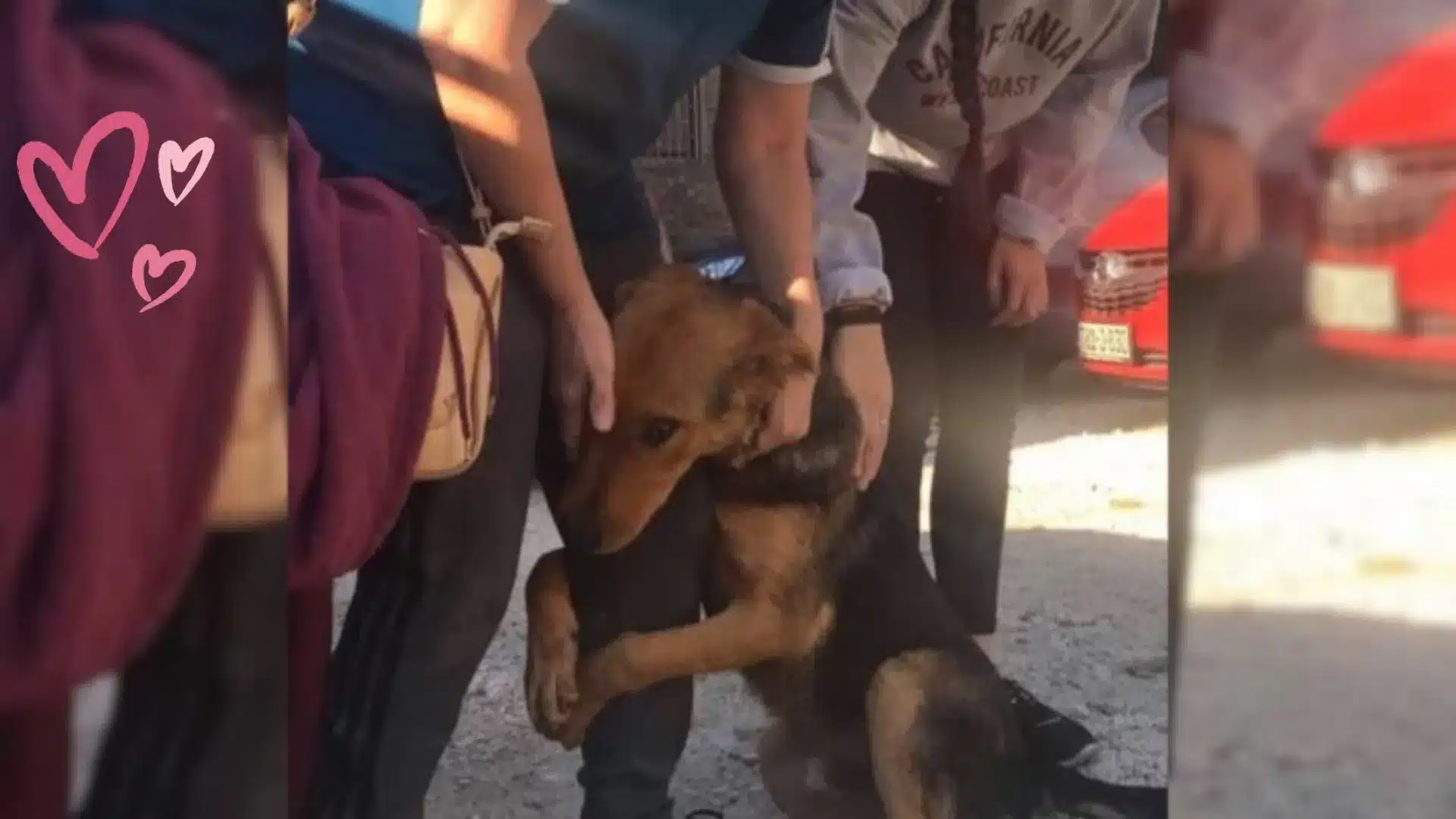 Dog Who Badly Needed Help Kept Hugging Random People In Hopes That Someone Would Save Her