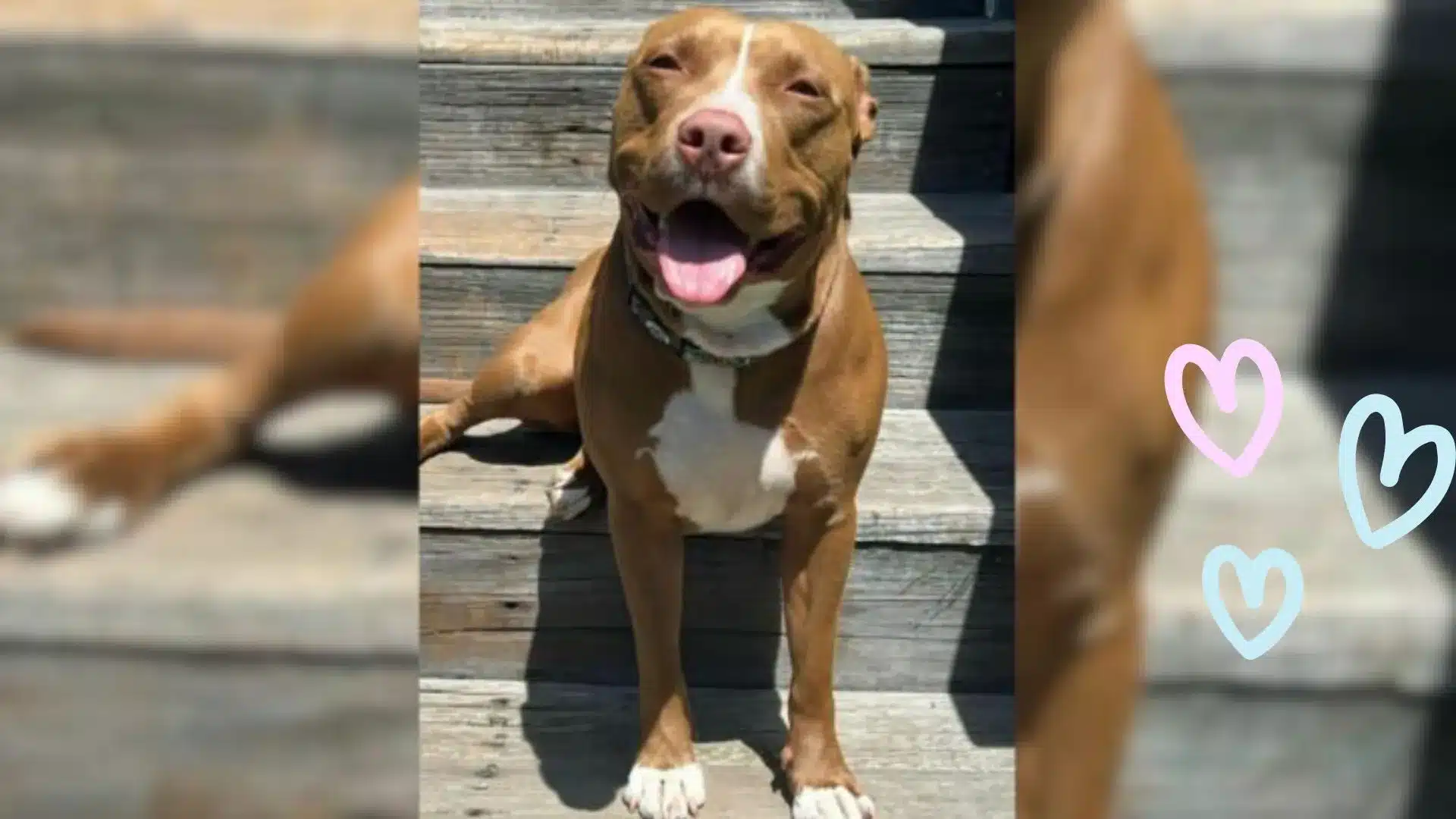 Dog With A Rough Past Meets Her Absolute Favorite Person At Shelter